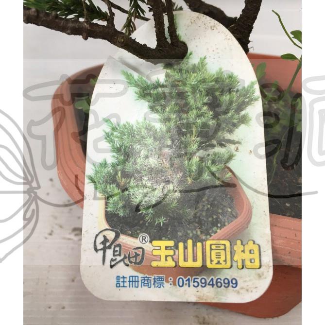 花幫派_喬木襯景觀賞—玉山圓柏--樹枝長而下垂~樹木形呈圓柱形/3-6角盆