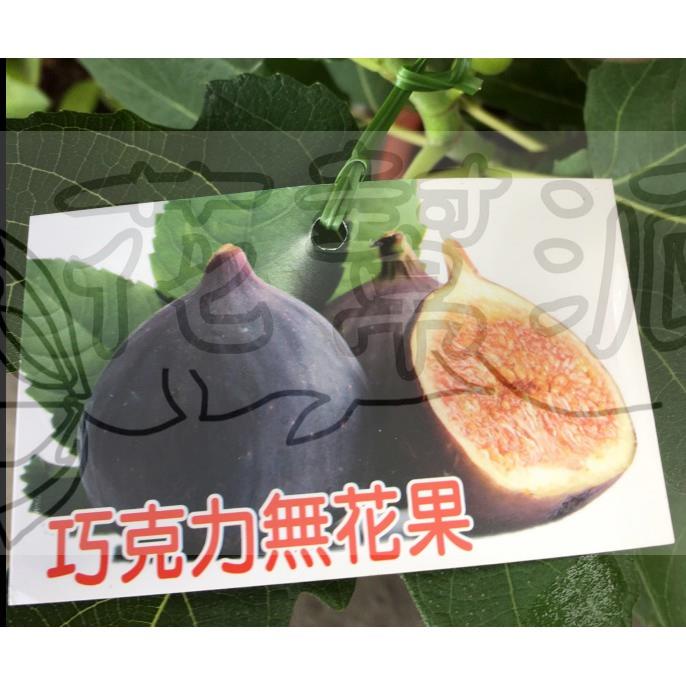 花幫派_水果苗--巧克力無花果--果皮黑色~市場稀有/5/6吋高約15-35cm/售550特價400