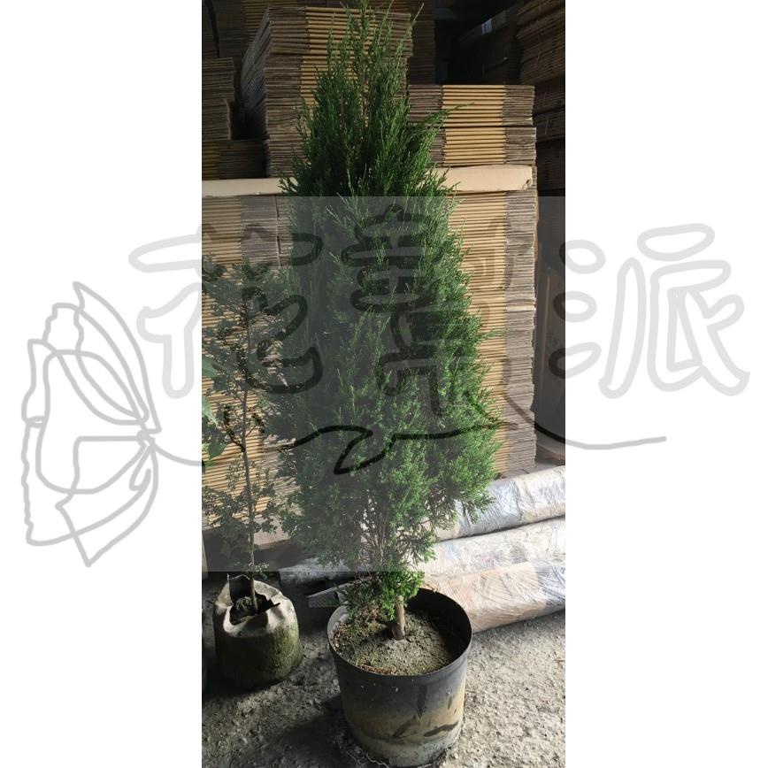 花幫派_庭園造景—檀香柏 (聖誕樹)--樹冠圓錐形~常綠小灌木/5尺高約120-130cm以上