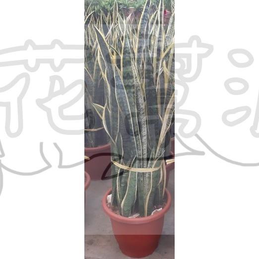 花幫派_綠化觀葉植物—美葉虎尾蘭--皇冠虎尾蘭~美觀耐旱~淨化空氣用/1尺歐盆高約90-120cm
