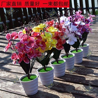 Shenglong百貨單支假花蝴蝶蘭套裝塑料花仿真花卉帶盆客廳餐桌擺件絹花裝飾插花