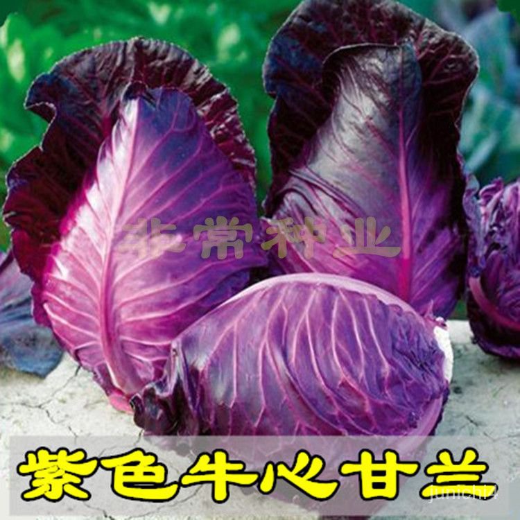 紫火燄 紫色牛心甘藍種子 紫色捲心菜種子 紫包菜種子 蔬菜種子【惠農園藝】