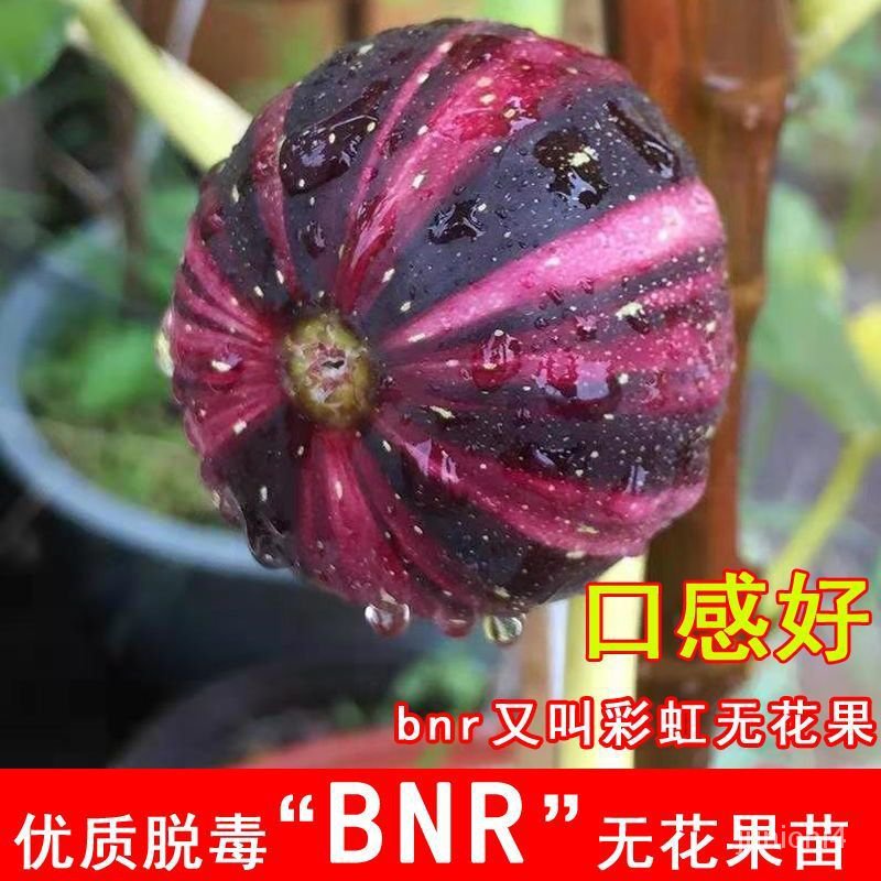 彩虹bnr青花無花果種子條紋無花果種子果種子北南方庭院種植噹年結果【惠農園藝】