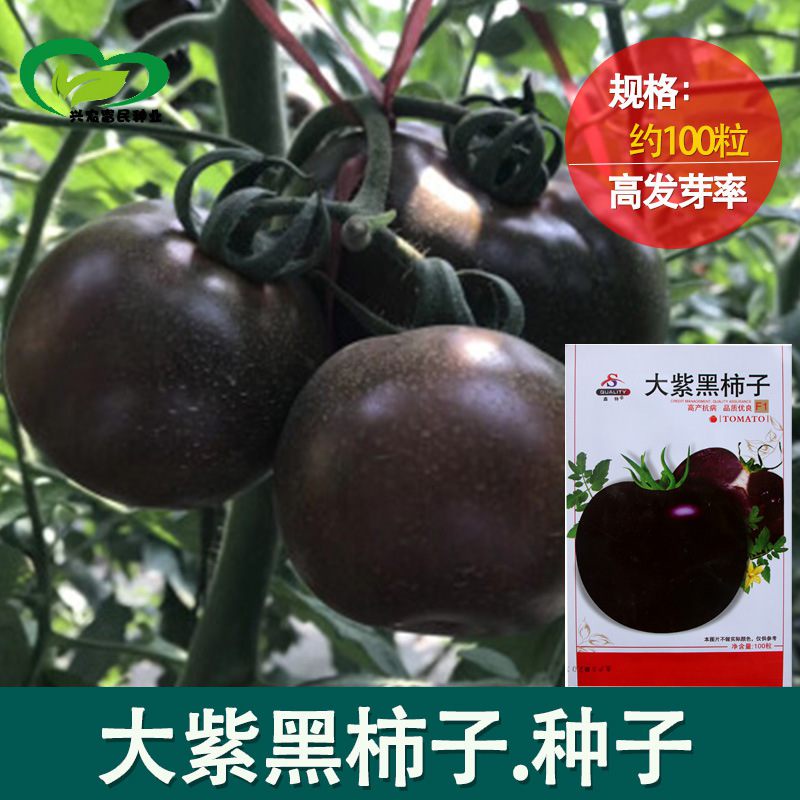 大紫黑柿子番茄種子批髮 農田菜園中早熟痠甜黑西紅柿蔬菜籽