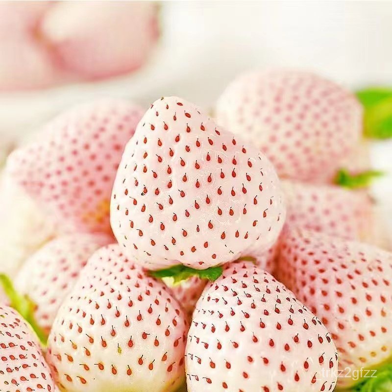 精選奶油草莓種子 雪兔草莓種子 超多品種可選 當年結果種植結果超多易管理 自己種植過程可見 KMDJ