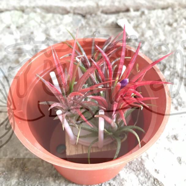 花幫派_空氣鳳梨--小精靈福果--療癒系植栽~最鮮紅的品種/3吋高約8-12cm/特價150
