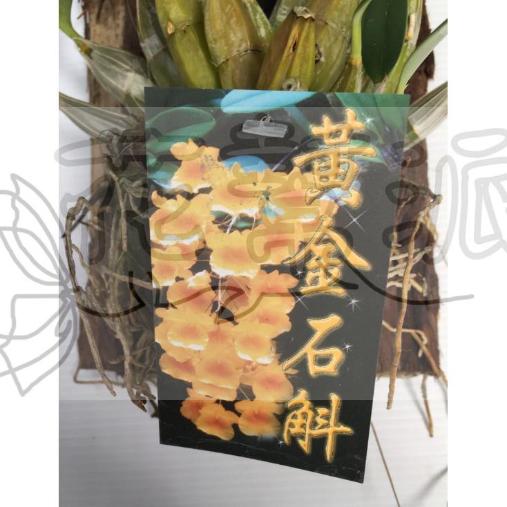 花幫派_季節花卉植物—黃金石斛蘭(樹皮板)~歡迎、祝福、純潔、吉祥、幸福/3吋