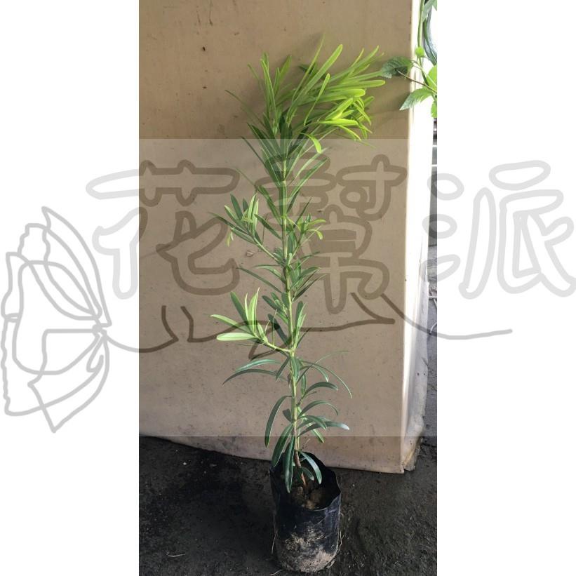 花幫派_喬木觀賞植物—羅漢松(苗)--樹姿優雅~優質景觀植栽/3吋高約50-60cm/特價130