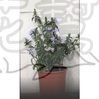 花幫派_季節花卉物植—香水藍蝶花--又稱香水藍唇花~又香花瓣又特別/5吋
