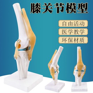 【蝦皮最低價】人體膝關節功能模型 半月闆交叉韌帶活動膝蓋骨髕骨敎學骨骼模型