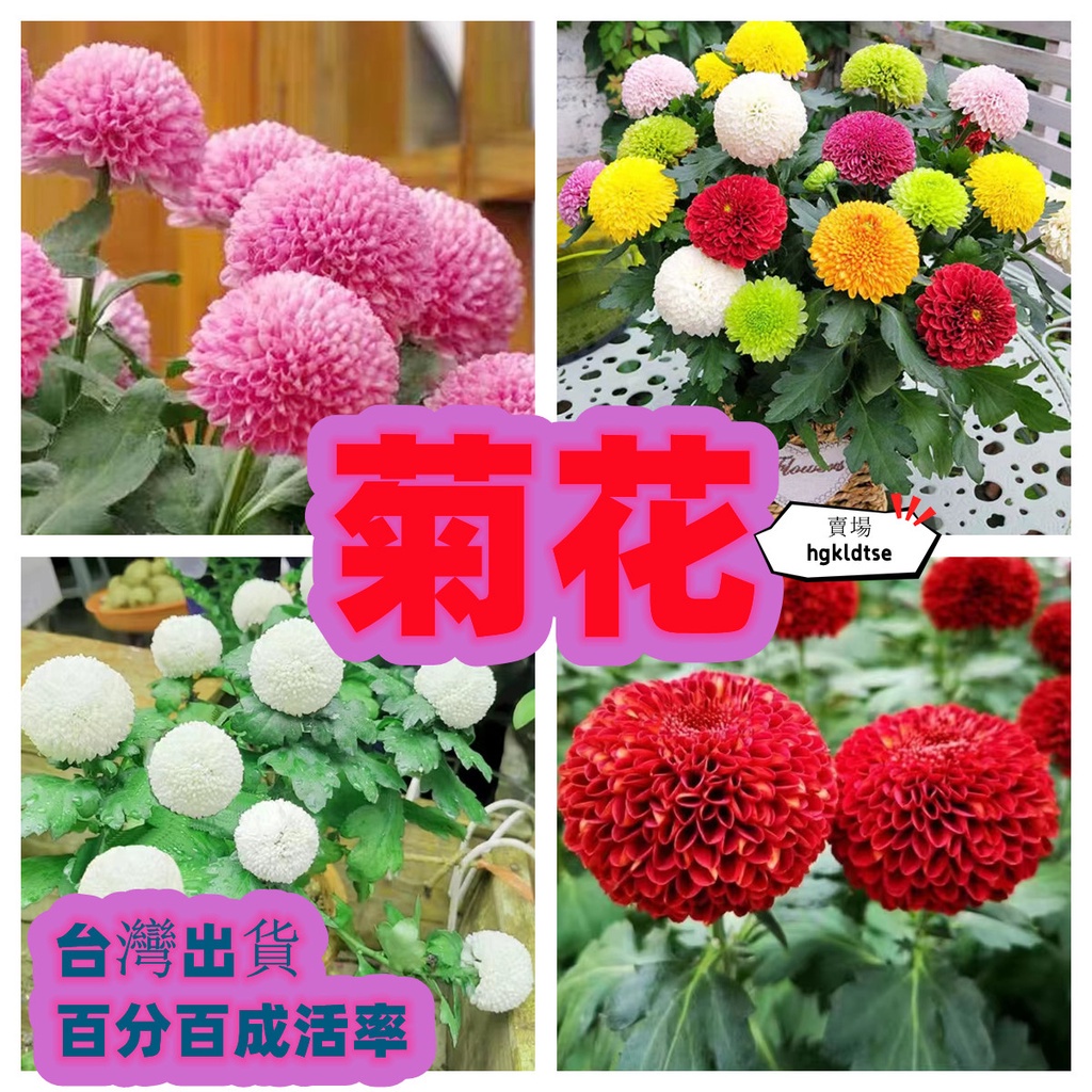 🔥【1站式.農資】🔥乒乓菊種籽 50粒 菊花種子園藝花卉 陽臺盆栽 四季易種 開花不斷綠植 觀賞花卉種子