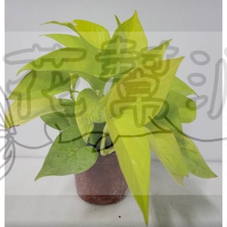 花幫派_小品盆栽—陽光黃金葛--萊姆黃金葛~蔓生植物/3吋
