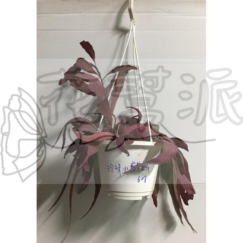 花幫派_室內襯景植物—珍珠火麒麟(吊盆)--雨林仙人掌~梅枝/6吋高約15-25cm