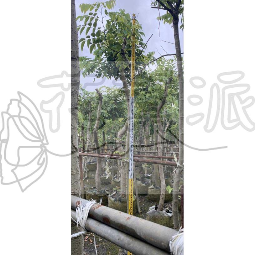 花幫派_喬木植物—阿勃勒-- 米徑5公分~可作景觀樹或行道樹之用 /成數高約2-2.5米/特價3880