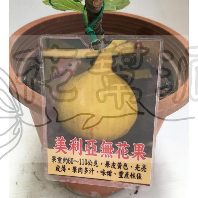 花幫派_水果苗—美利亞無花果--夏秋果兼用品種~果皮金黃色/5吋高約20-30cm/售640特價600