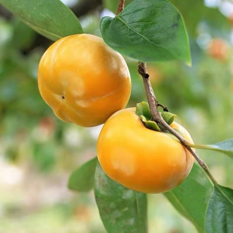 馥郁花藝 柿子種子 甜脆柿 嫁接苗 易種植 庭院盆栽地栽均可