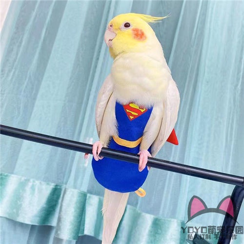 臺灣熱賣 玄鳳鸚鵡超人尿不濕寵物鳥用和服屎兜飛行衣遛鳥放飛服裝