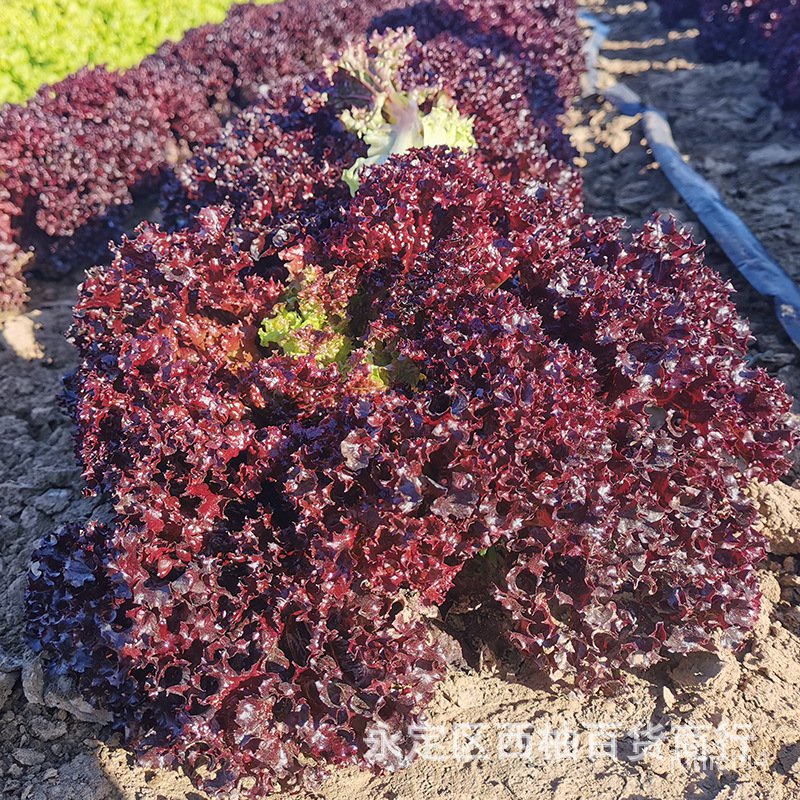 紫葉生菜種子 西餐沙拉涼拌新鮮蔬菜紅葉生菜 羅莎紅珊瑚植物種子【惠農園藝】