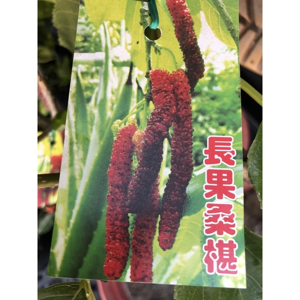 長果桑椹 /紫金蜜桑 / 6吋～可食用果樹苗木⋯