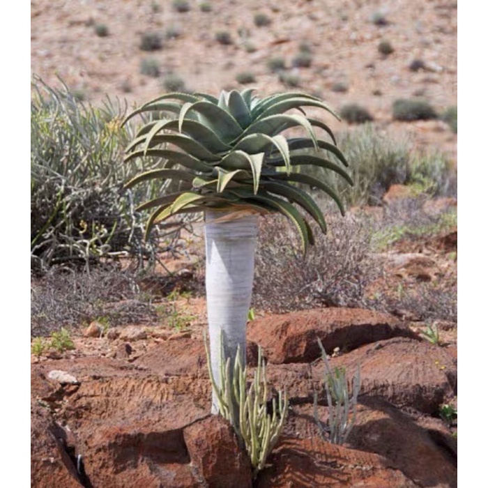 皮爾蘭斯 樹 蘆薈 Aloe pillansii / Aloidendron pillansii 種子