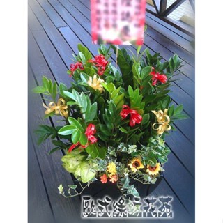 【歐式綠坊花苑】 [gtp225]金錢樹組合盆栽(桌上型) ~ 大園區花店 蘆竹區花店 觀音區花店 新屋區花店 園藝店