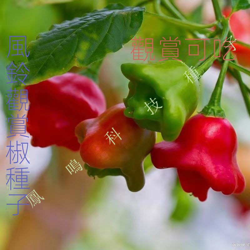 🌿鳳鳴🌱風鈴觀賞椒種子 寶燈籠辣椒 盆栽觀光果形奇特能觀賞還能好喫 種子 種籽