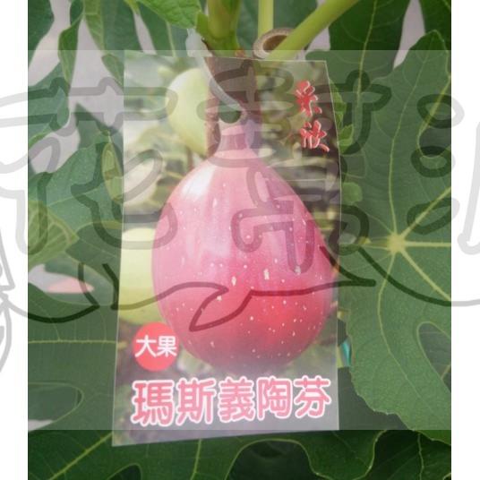 花幫派_水果苗--大果瑪斯義陶芬無花果--大瑪無花果~金傲芬無花果/4-7吋高約30-50cm