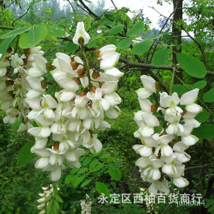 刺槐種子 白花刺槐樹香花槐 紫繐槐洋槐蜜蜂埰蜜槐花黃花槐樹種籽【臺中香香花卉園藝】