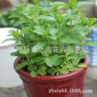 批髮食用蔬菜種子 檸檬香水薄荷可食用清爽甜香 四季芳香植物【惠農園藝】