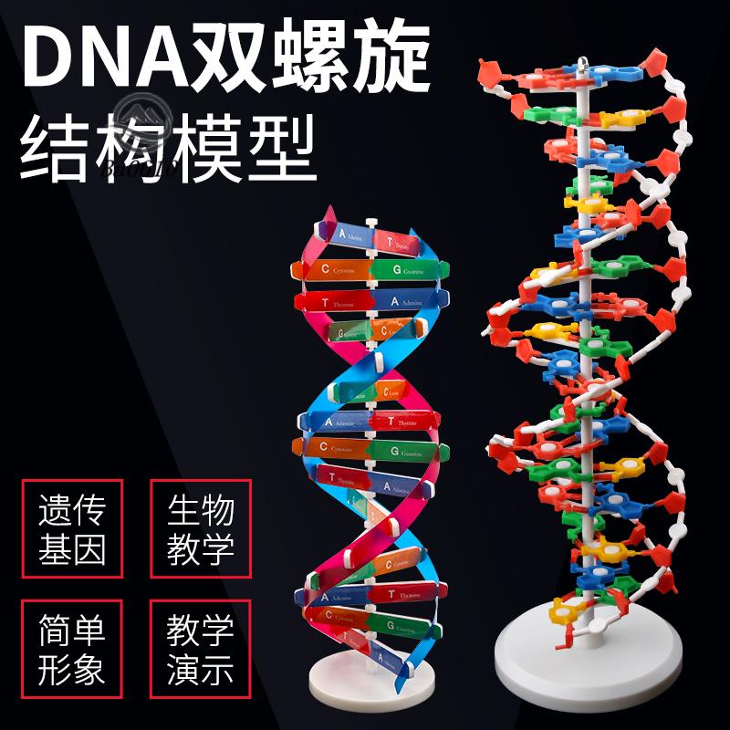 🥇臺倉發貨🥇DNA雙螺旋結構模型大號高中分子結構模型60cmJ33306脫氧核苷酸鏈堿基對遺傳基因染色體雙鏈生物科學