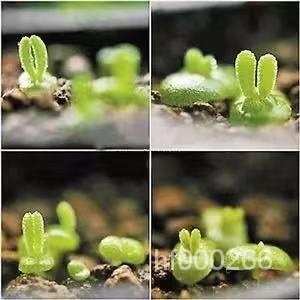 碧光環小兔子多肉種子 雪顔 彼岸花 琥珀 女王玫瑰多肉種子 稀有多肉 多肉 種子 發芽率高 新手推薦