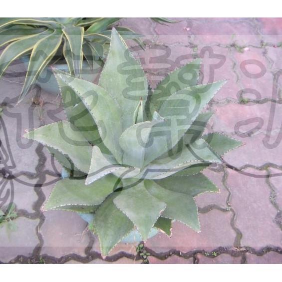 花幫派_多肉植物—皇冠龍舌蘭--青綠色~邊緣鋸齒狀/7吋高約25-40cm