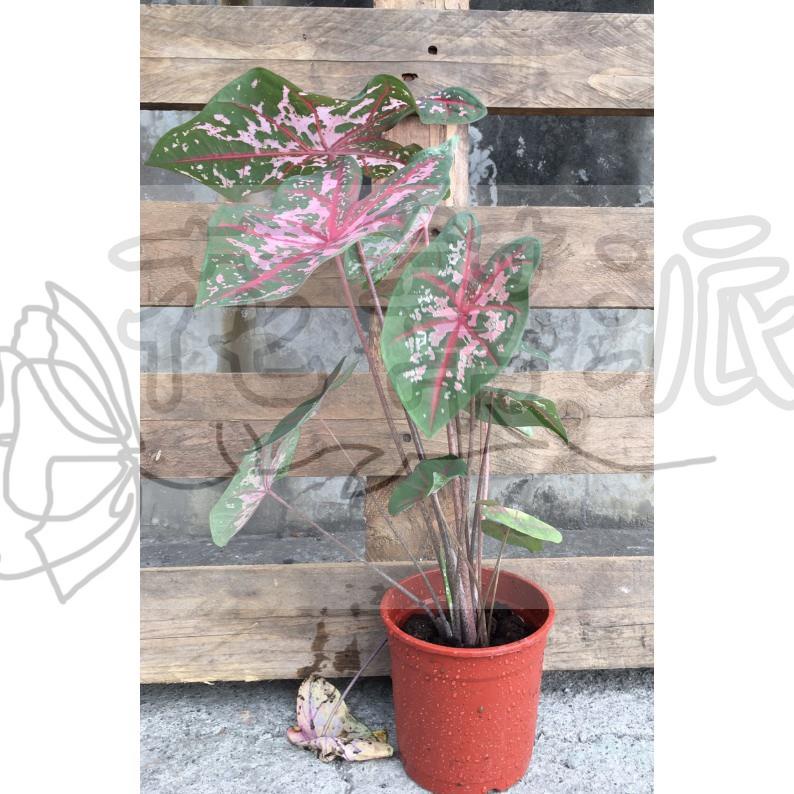 花幫派_綠化觀賞植物—彩葉芋(粉紅漆斑)--葉色多變化~花色眾多且艷麗 /5吋