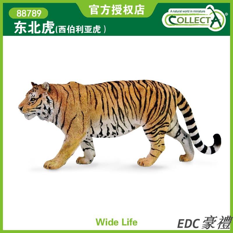 【全島】英國CollectA我你他仿真野生動物模型玩具認知88789東北虎老虎