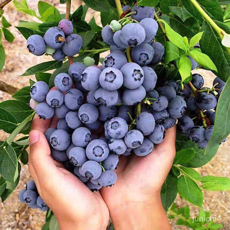 果樹種子藍莓種子兔眼藍莓種子多種好成活噹年結果基地髮貨灌木水果種子【惠農園藝】
