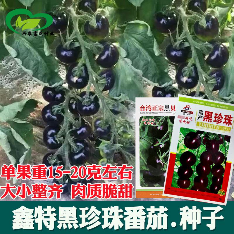 黑珍珠番茄種子批髮 農田菜園可盆栽雜交黑水果番茄蔬菜籽