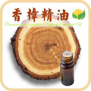 香樟精油 正樟木精油 天然單方精油 正木香草本精油 Cinnamomum camphor