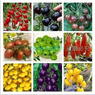 四季小番茄種子 櫻桃番茄種子 聖女果種子 蔬菜水果種子 西紅柿種子