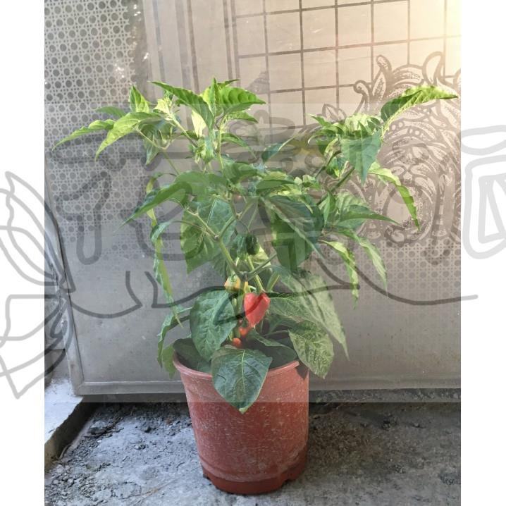 花幫派_香草水果苗—印度辣椒(鬼椒)--重要的調味品~「魔鬼椒」/5吋高約30-35cm