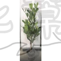花幫派_喬木觀賞植物—福木苗--藤黃科~樹姿優美/8吋袋高約3尺/特價450
