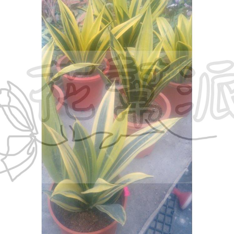 花幫派_綠化植物—黃金虎尾蘭--最新品種~葉片直立/7吋高約40-60cm/售1100特價1000