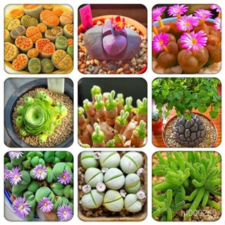 進口多肉種子抗霧霾番杏科植物碧光環小兔子兔斯基生石花 多款多肉種子 發芽率高