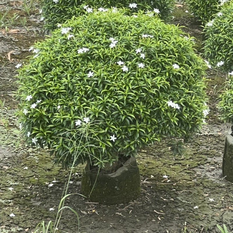 球型珍珠馬茶花 觀花植物 造型