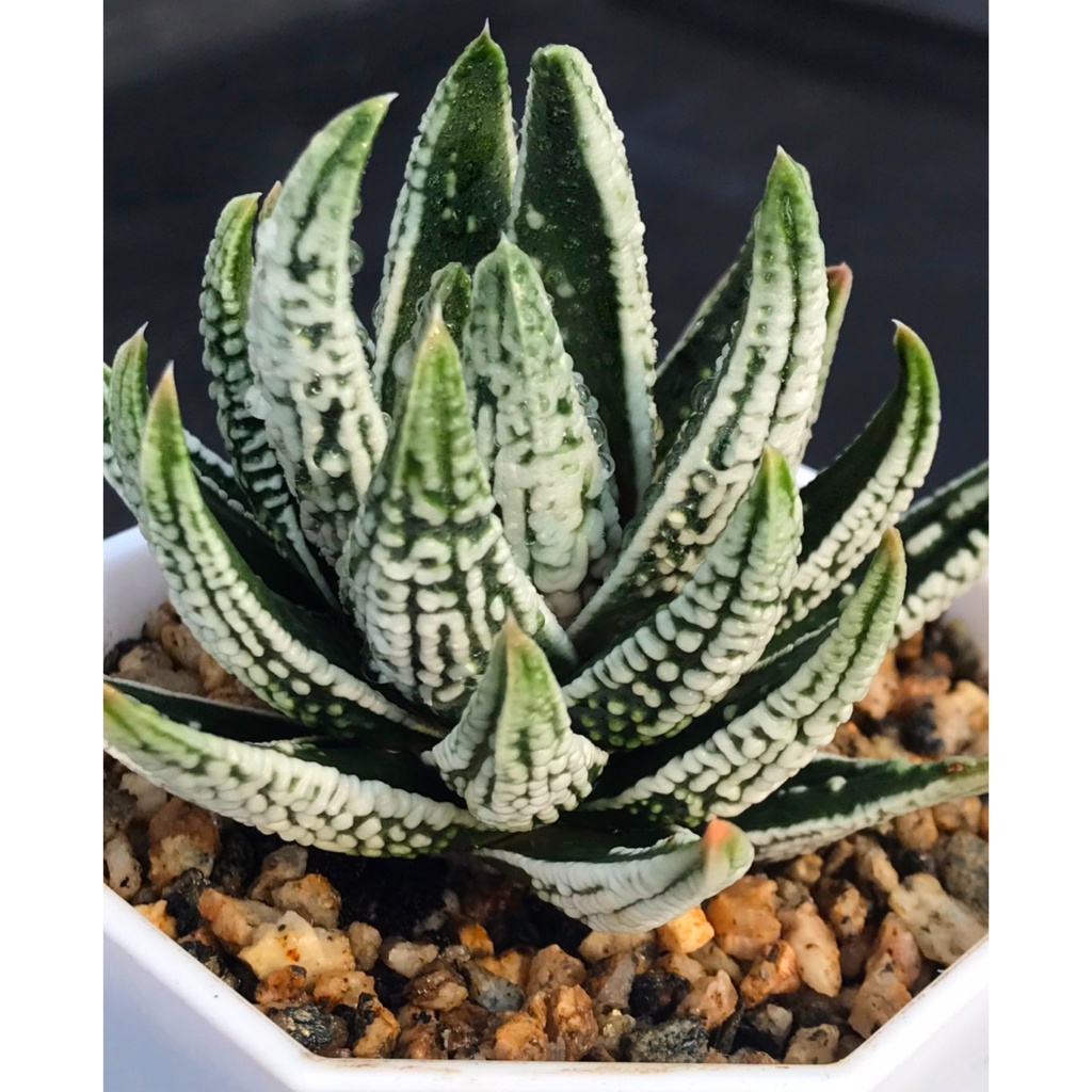 ★觀葉之王★【皇帝】百合科｜ Haworthia 多肉植物  玉露 十二