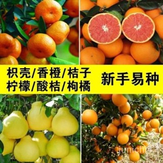 香橙種子枳殻枸橘籬笆墻香泡香櫞紅桔橘嫁接柑橘小葉香橙軟枝種籽四季播種 花卉種子