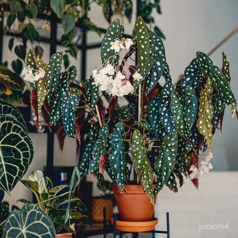 鱒魚進口鞦海棠種子 ins風網紅綠植種子室內陽臺客廳觀賞歐式植物種子花卉種子【惠農園藝】