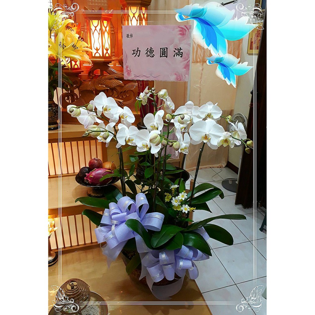 【歐式綠坊花苑】【gtco317】桌上型蝴蝶蘭盆景~喪宅靈堂蘭花/安靈室蘭花盆栽/家祭蘭花/公祭蝴蝶蘭盆景/追思蘭花盆景
