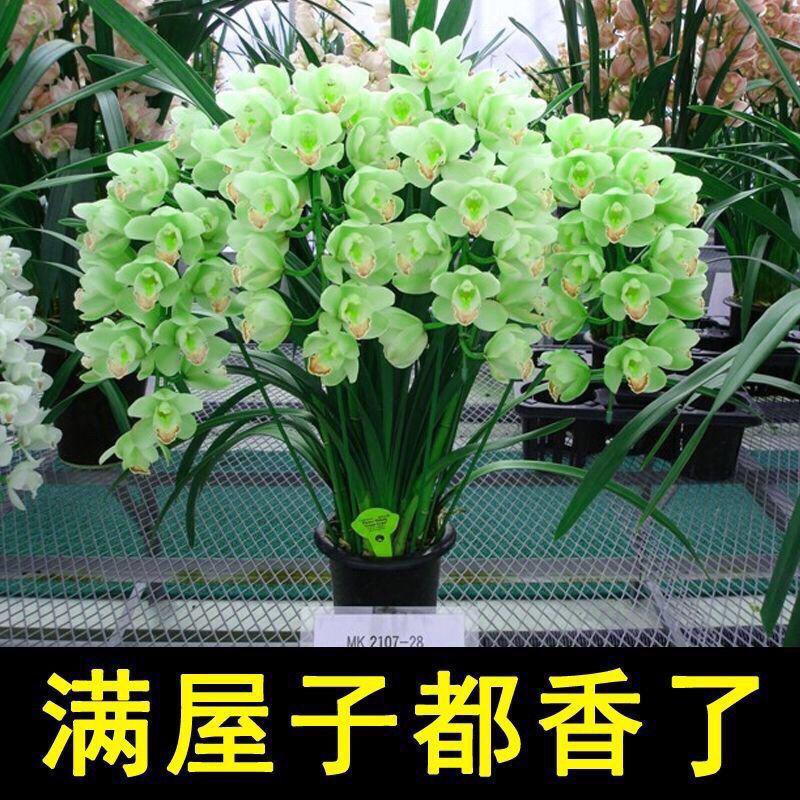 濃香型蘭花種子四季開花 建蘭種子墨蘭種子室內綠植種子花卉種子好養活