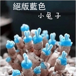 50款多肉種子 小兔子碧光環多肉種子 藍色絕版小兔子多肉種子 稀有多肉種子 新手推薦