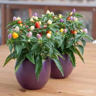 辣椒種子 多款辣椒種子薄皮辣椒 朝天椒 七彩椒種子高發芽率蔬菜種子 辣椒苗種子